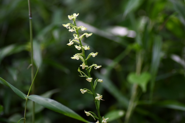 �I�I�o�m�g���{�\�E