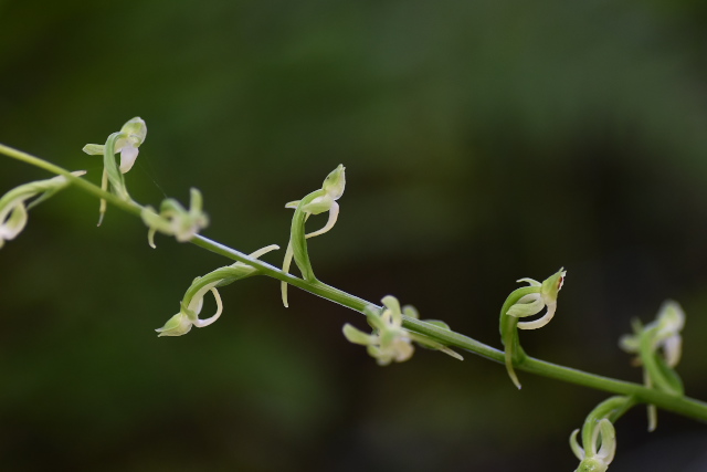 �I�I�o�m�g���{�\�E