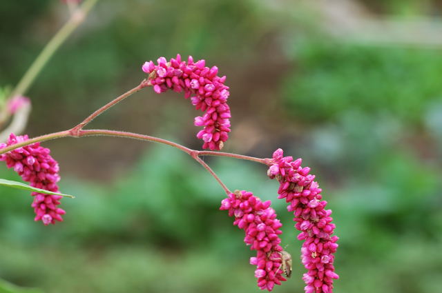 �I�I�P�^�f