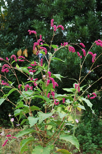 �I�I�P�^�f