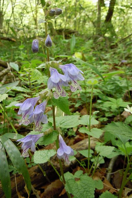 ���V���E�����J�Y��