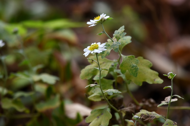 �����E�m�E�M�N