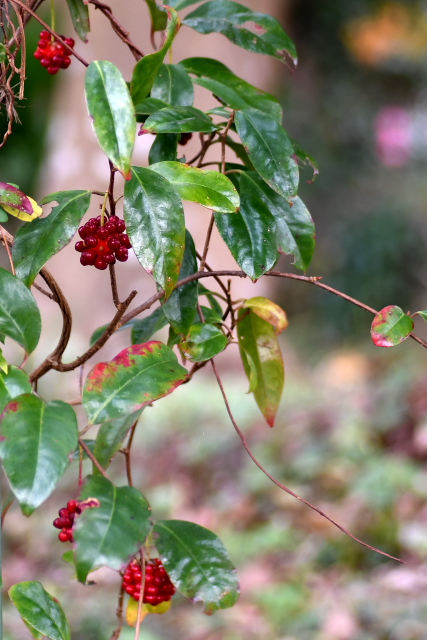 �T�l�J�Y��