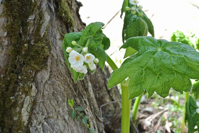 �T���J���E