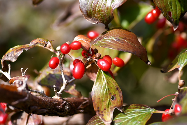 �T���V����