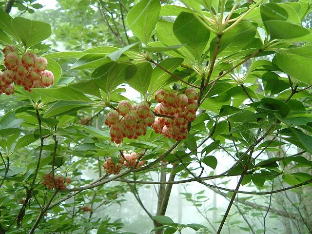 �T���T�h�E�_��