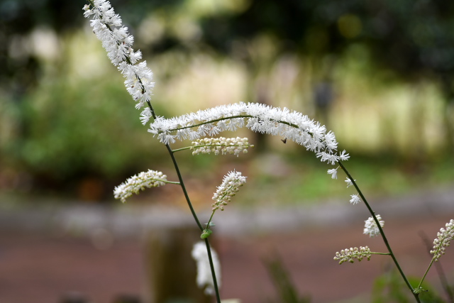 �T���V�i�V���E�}