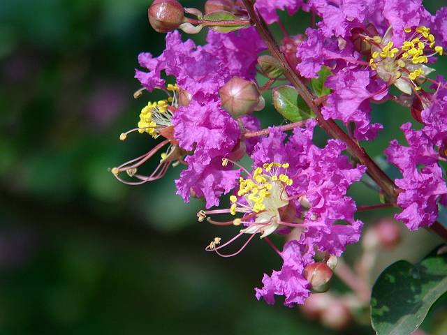 �T���X�x��