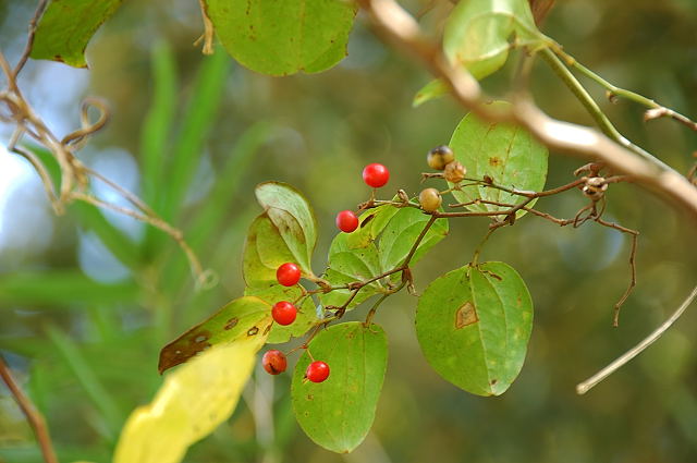 �T���g���C�o��