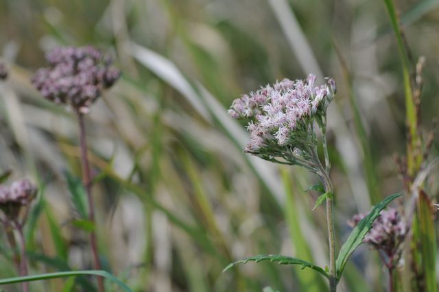 �T���q���h��