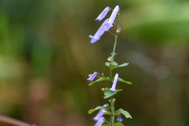 �Z�L���m�A�L�`���E�W