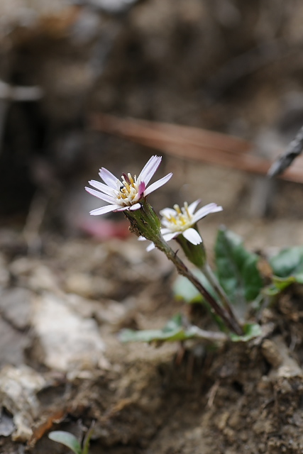 �Z���{������