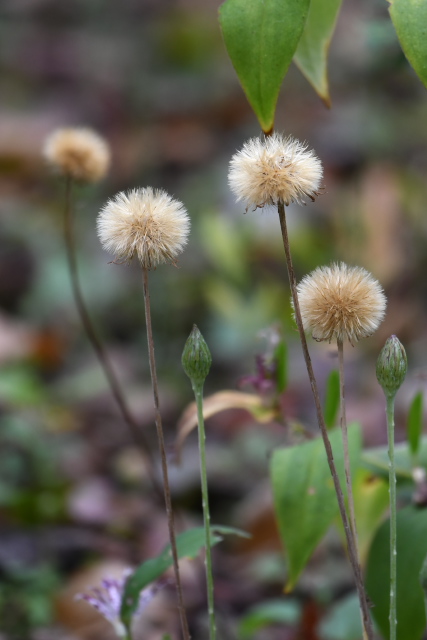 �Z���{������