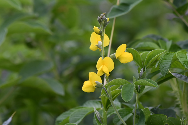 �Z���_�C�n�M