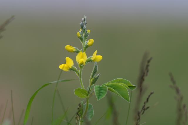 �Z���_�C�n�M