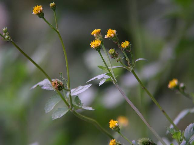 �Z���_���O�T