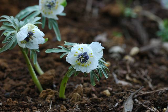 �Z�c�u���\�E