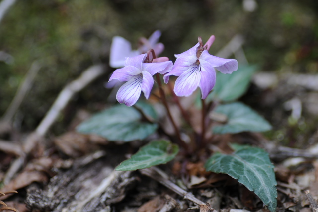 �V�n�C�X�~��