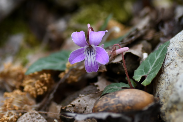 �V�n�C�X�~��