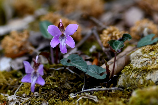 �V�n�C�X�~��