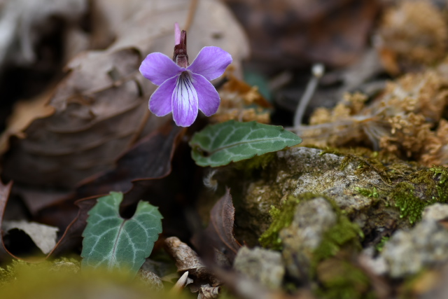 �V�n�C�X�~��