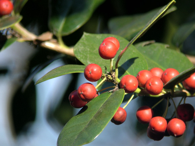 �V�i�q�C���M