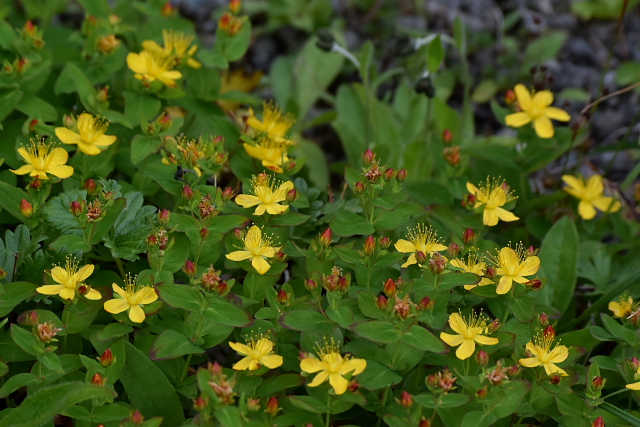 �V�i�m�I�g�M���\�E