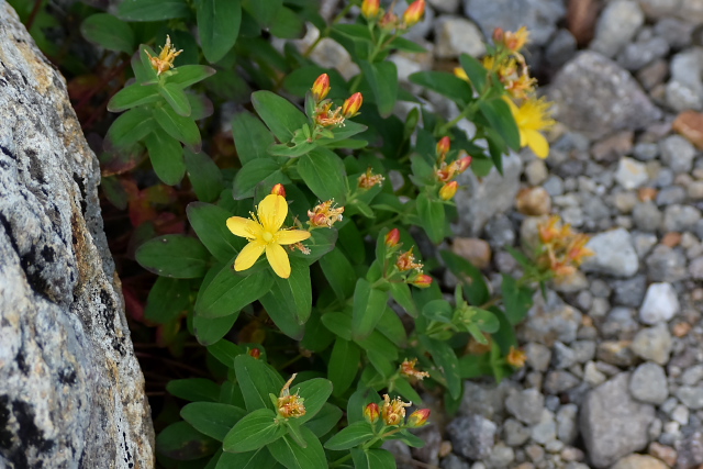 �V�i�m�I�g�M���\�E