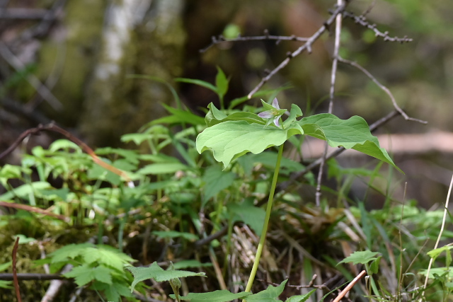 �~���}�G�����C�\�E�@�ʖ��V���o�i�G�����C�\�E