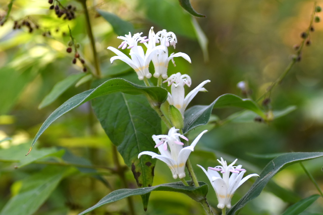 �V���o�i�z�g�g�M�X