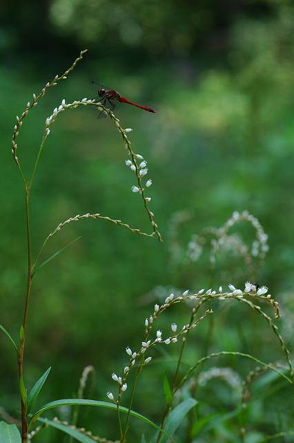 �V���o�i�T�N���^�f