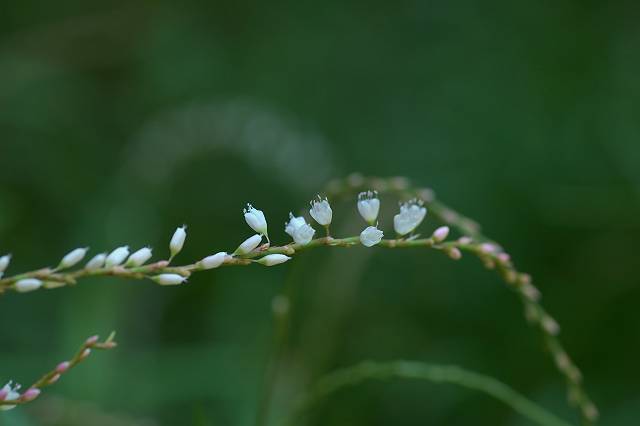 �V���o�i�T�N���^�f