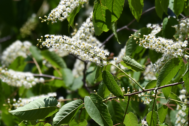 �V�E���U�N��