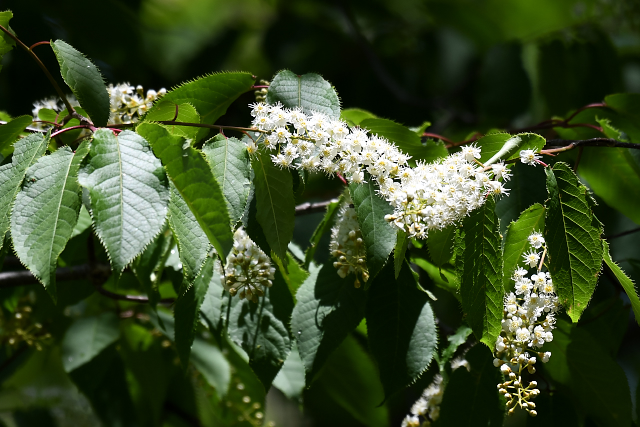 �V�E���U�N��