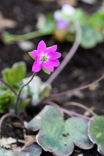 �X�n�}�\�E