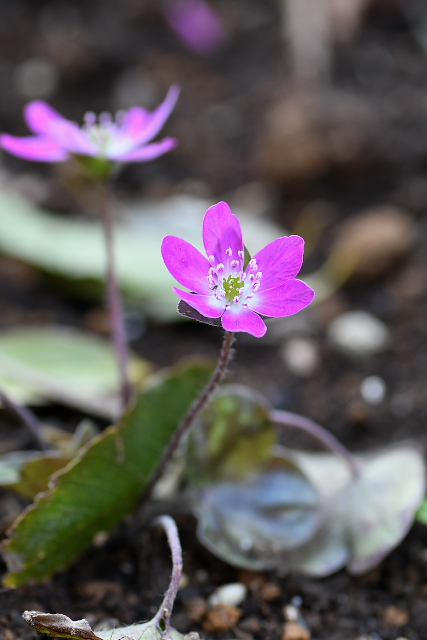 �X�n�}�\�E