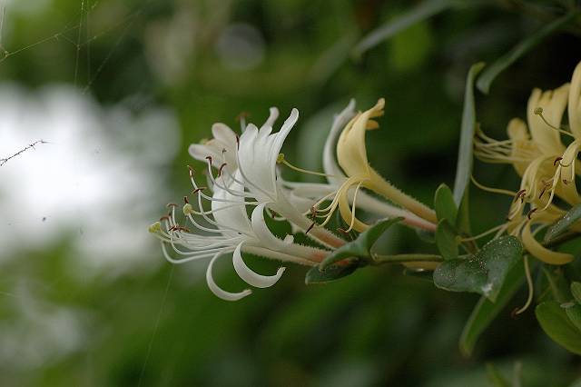 �X�C�J�Y��