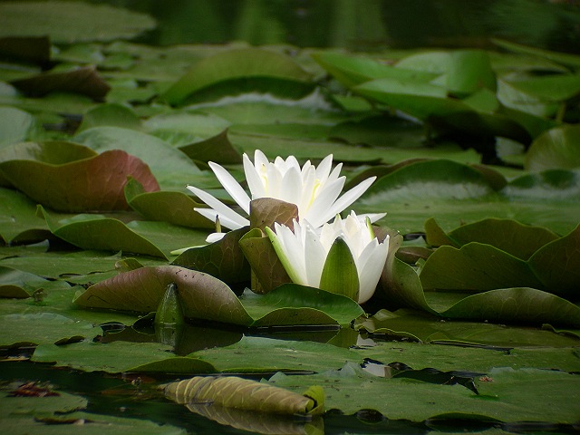 �X�C����