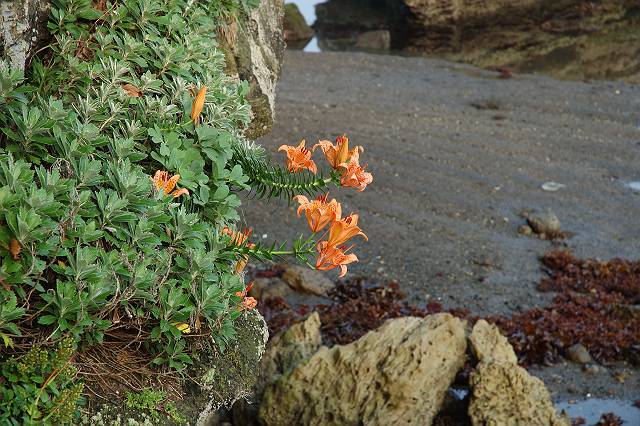 �X�J�V����