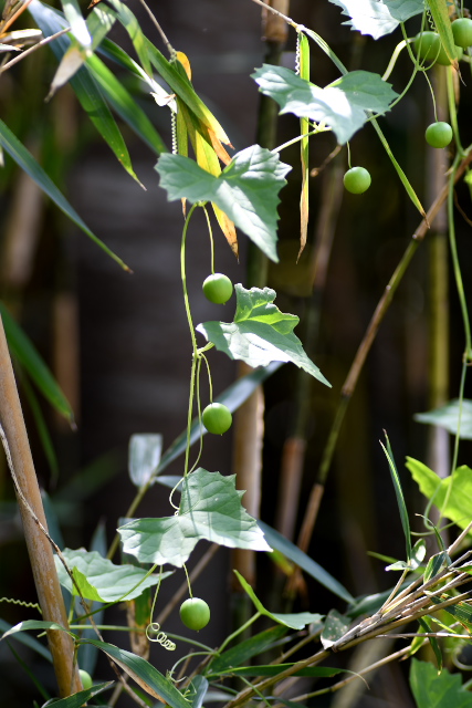 �X�Y���E��