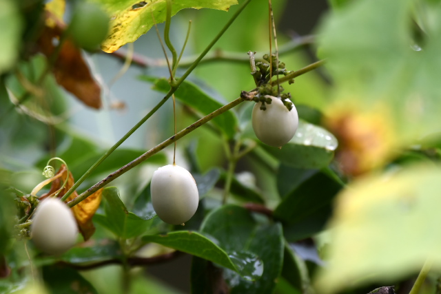 �X�Y���E��