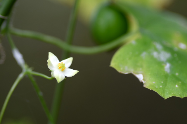 �X�Y���E��