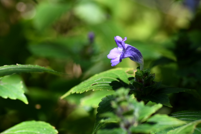 �X�Y���V�o�i