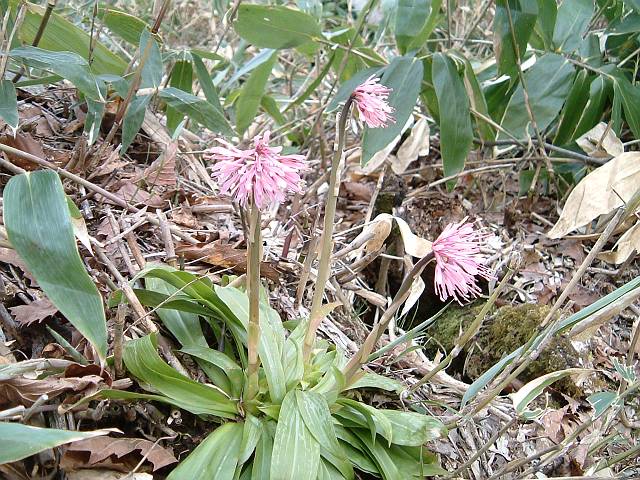 �V���E�W���E�o�J�}