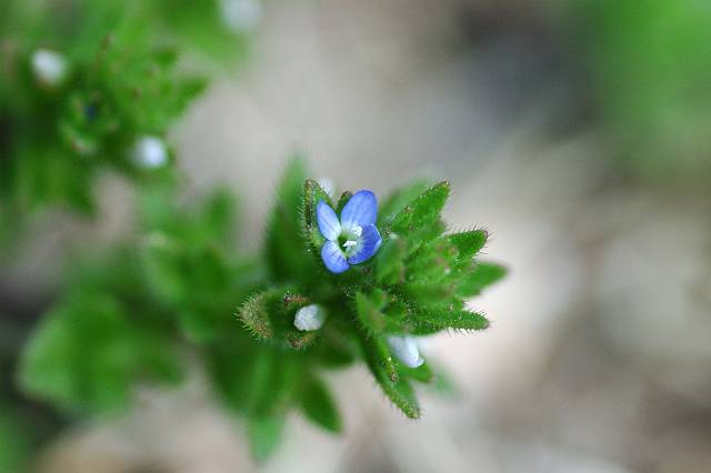 �^�`�C�k�m�t�O��