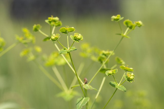 �^�J�g�E�_�C