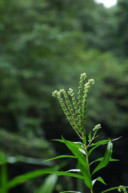 �^�R�m�A�V