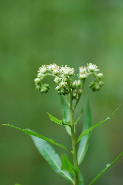 �^�R�m�A�V