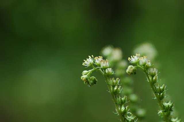 �^�R�m�A�V