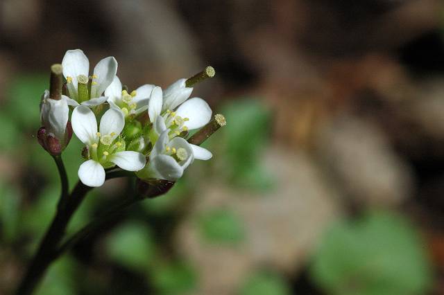 �^�l�c�P�o�i